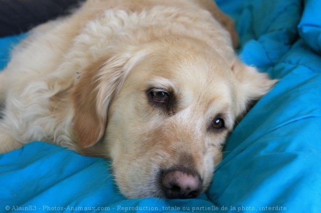 Photo de Golden retriever