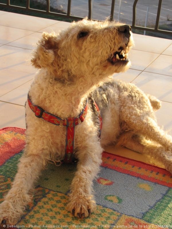 Photo de Fox terrier  poil dur