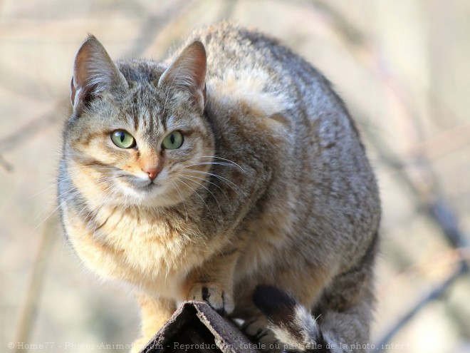 Photo de Chat de gordoni