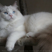 Photo de Ragdoll