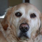 Photo de Golden retriever