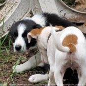 Photo de Parson russell terrier