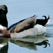 Photo de Canard