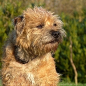 Photo de Border terrier