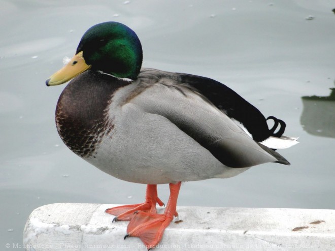 Photo de Canard colvert