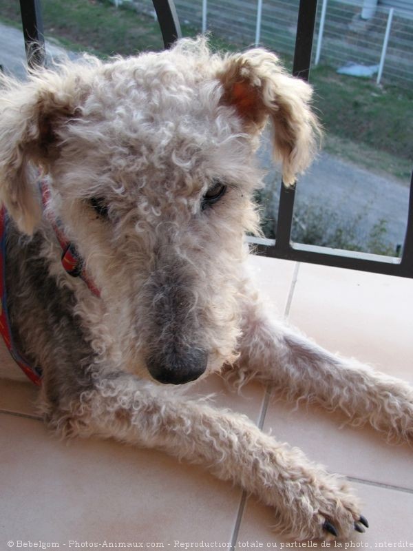 Photo de Fox terrier  poil dur