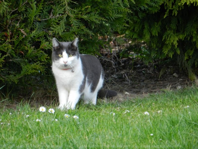 Photo de Chat domestique