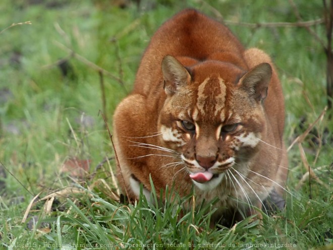 Photo de Chat de temminck