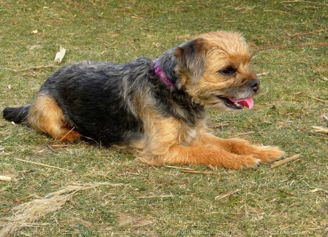 Photo de Border terrier