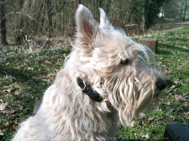 Photo de Scottish terrier