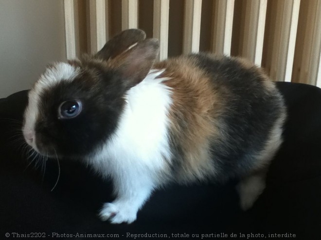 Photo de Lapin