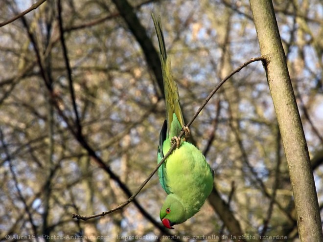 Photo de Perruche  collier