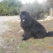 Photo de Chien de terre-neuve