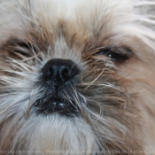 Photo de Shih tzu