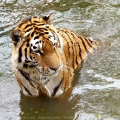 Photo de Tigre