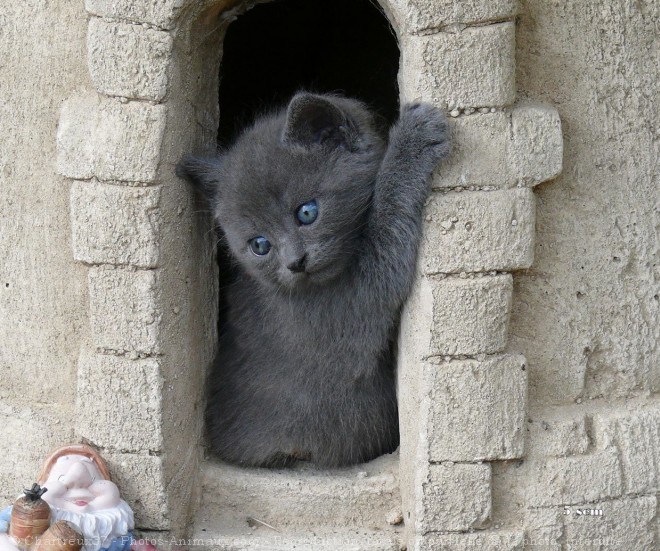 Photo De Chartreux Chaton N 5406 Sur Photos Animaux Com