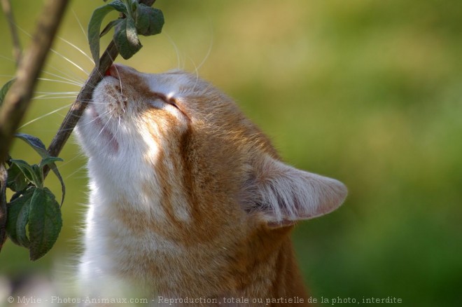 Photo de Chat domestique