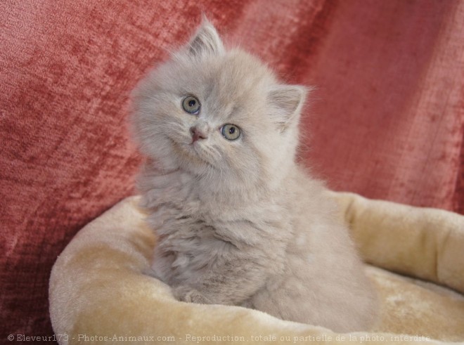 Photo de British longhair