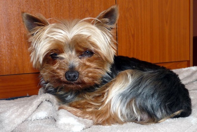 Photo de Yorkshire terrier