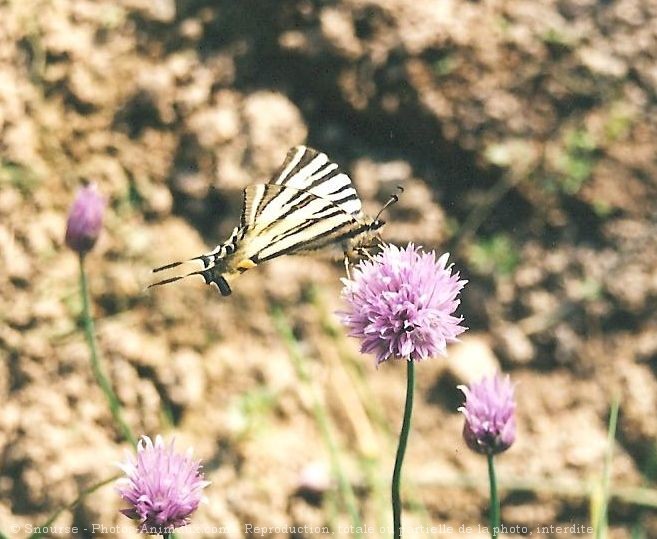 Photo de Papillon - flamb