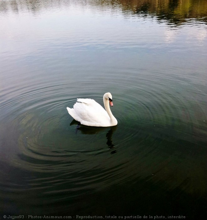 Photo de Cygne