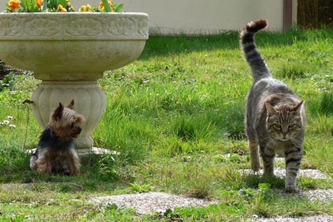 Photo de Races diffrentes