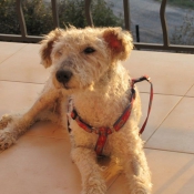 Photo de Fox terrier  poil dur