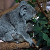 Photo de Koala