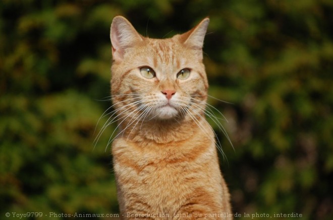 Photo de Chat domestique