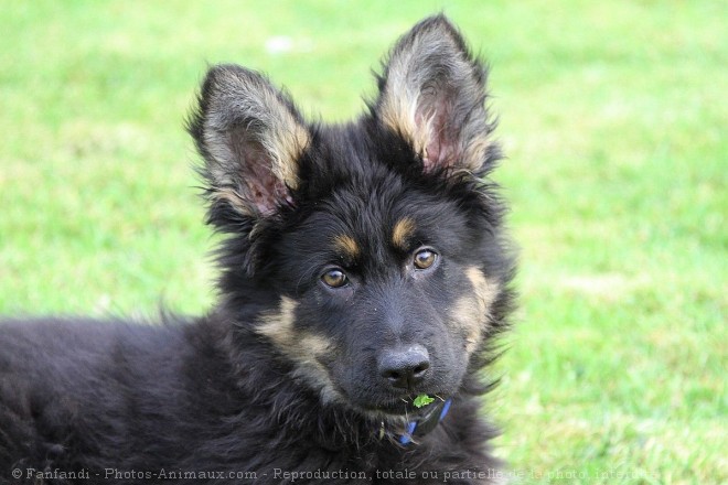 Photo de Berger allemand  poil court