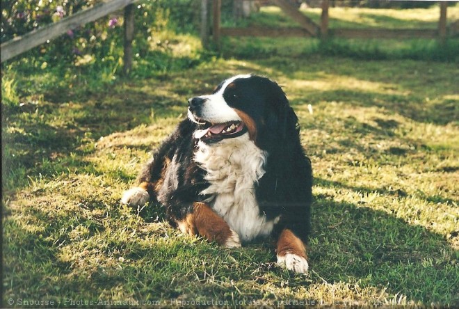 Photo de Bouvier bernois