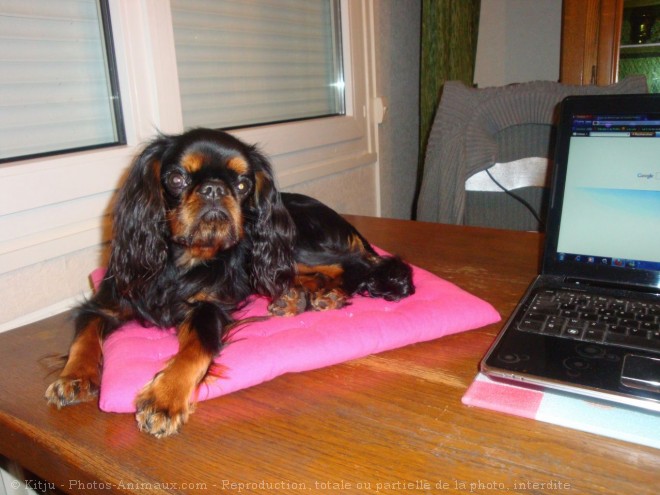 Photo de King charles spaniel