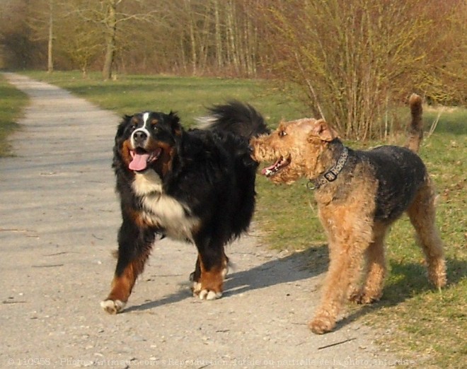 Photo d'Airedale terrier