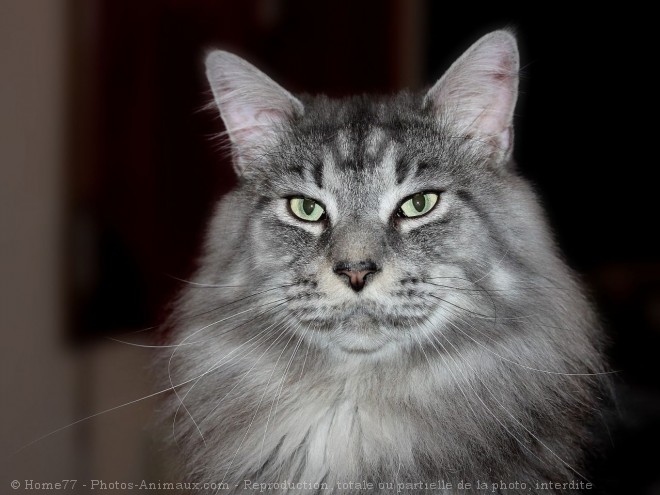 Photo de Maine coon