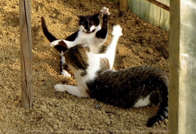 Photo de Chat domestique