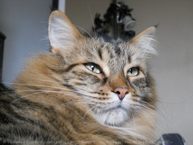 Photo de Maine coon