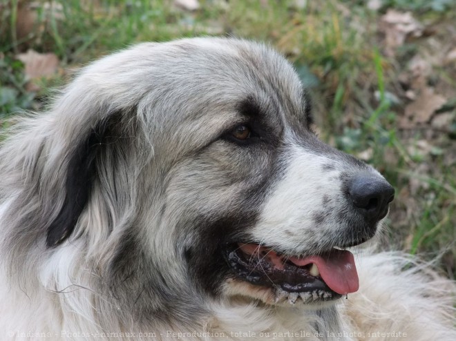 Photo de Chien de montagne des pyrnes