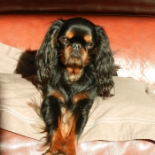 Photo de King charles spaniel