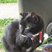 Photo de Chat domestique