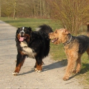 Photo d'Airedale terrier