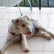 Photo de Fox terrier  poil dur