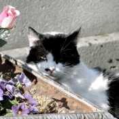 Photo de Chat domestique