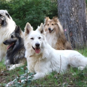 Photo de Berger blanc suisse