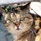 Photo de Chat domestique