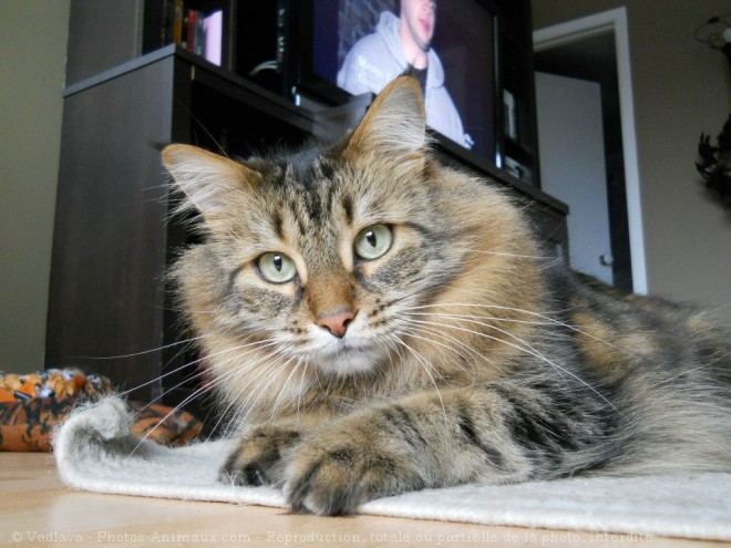 Photo de Maine coon