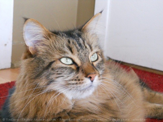 Photo de Maine coon