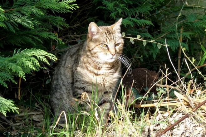 Photo de Chat domestique