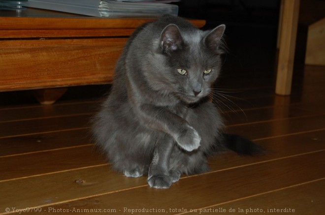 Photo de Nebelung