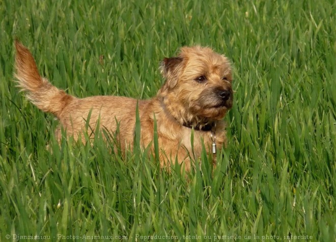 Photo de Border terrier