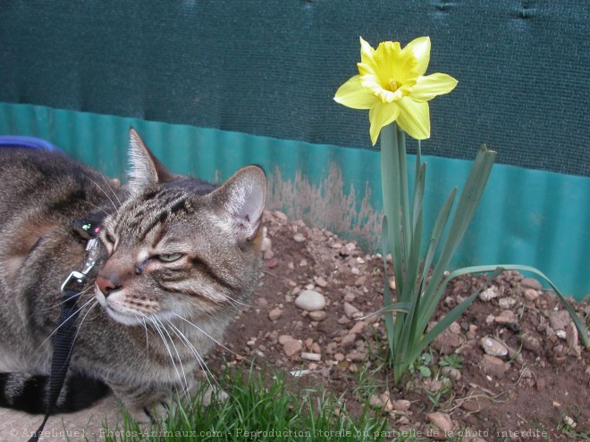 Photo de Chat domestique